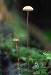 Crinipellis piceae